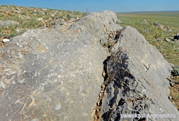 брахиоподы, девон