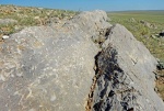 Брахиоподы в известняке. Восточный Казахстан