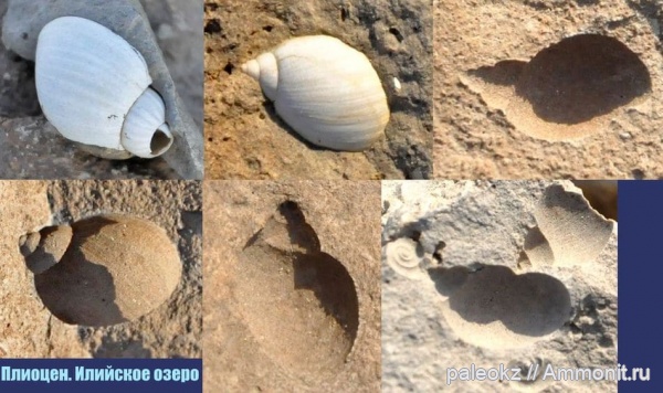 брюхоногие моллюски, плиоцен, Илийское озеро