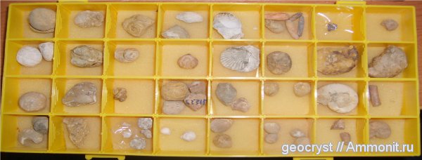 аммониты, брахиоподы, гастроподы, иглокожие, двустворки, Крым, Ammonites