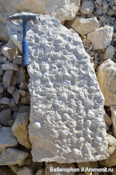 брахиоподы, карбон, Рязанская область, Meekella, Meekella eximia, Orthotetida, Акишинский карьер