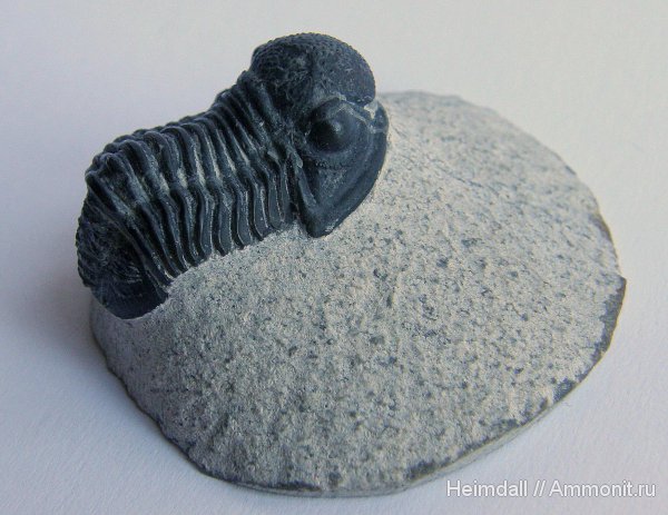 трилобиты, девон, Devonian, Gerastos, Gerastos granulosus
