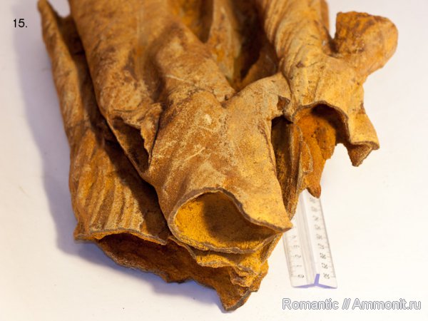 ризоконкреции, песчаник