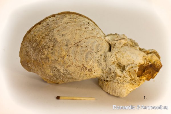 двустворчатые моллюски