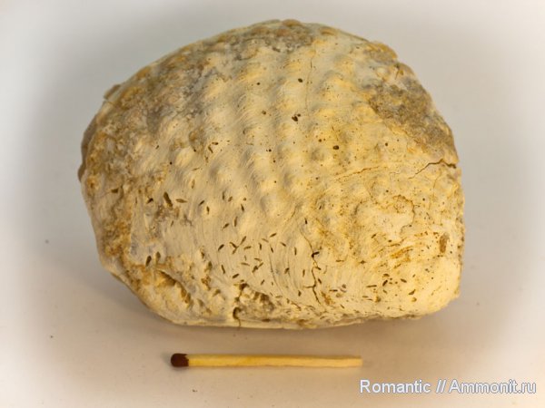 двустворчатые моллюски, quadratotrigonia nodosa