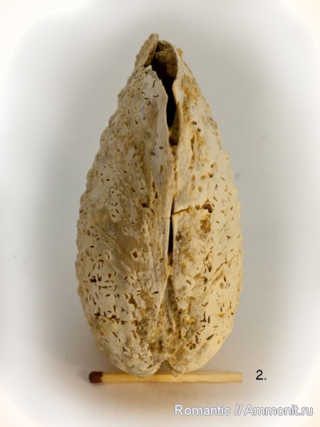 двустворчатые моллюски, Trigonia