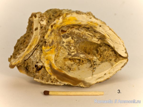 двустворчатые моллюски