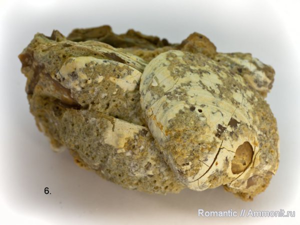 двустворчатые моллюски