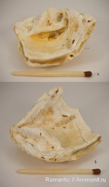 двустворчатые моллюски, Trigonia, расщеплённозубый замок