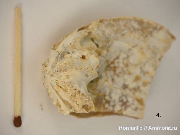 двустворчатые моллюски, Trigonia, расщеплённозубый замок