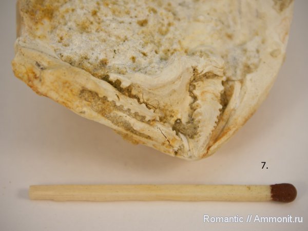 двустворчатые моллюски, Trigonia, расщеплённозубый замок