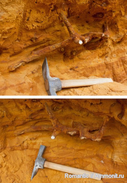 ризоконкреции, песчаник