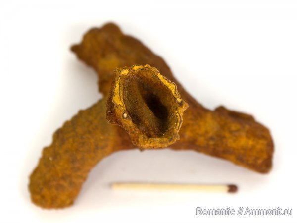 ризоконкреции, песчаник