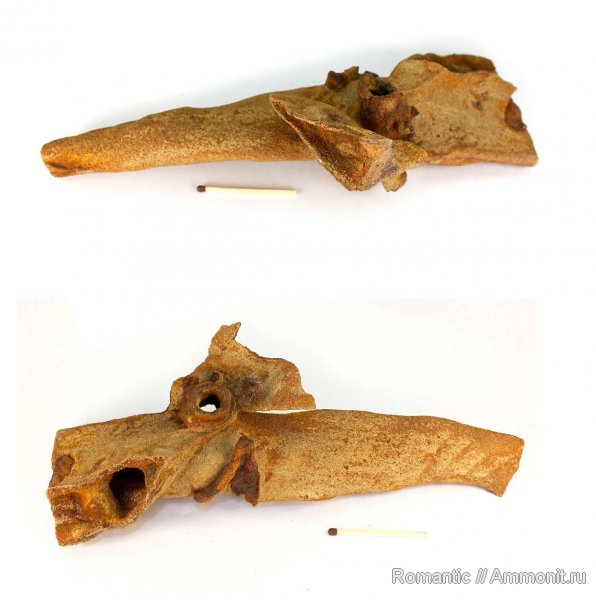 ризоконкреции, песчаник, кварцит