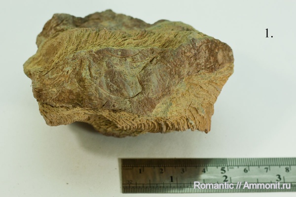 строматолиты, цианобактерии, протерозой (неопротерозой), рифей, Jurusania cylindrica