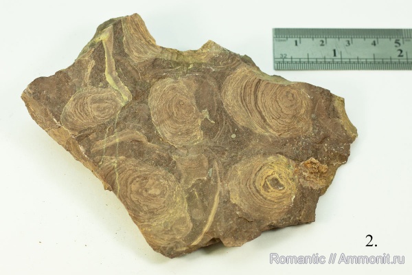 строматолиты, цианобактерии, протерозой (неопротерозой), рифей, Jurusania cylindrica