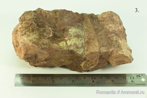 строматолиты, цианобактерии, протерозой (неопротерозой), рифей, Jurusania cylindrica