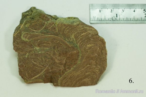 строматолиты, цианобактерии, протерозой (неопротерозой), рифей, Jurusania cylindrica