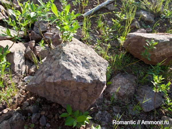 строматолиты, цианобактерии, протерозой (неопротерозой), рифей, Jurusania cylindrica