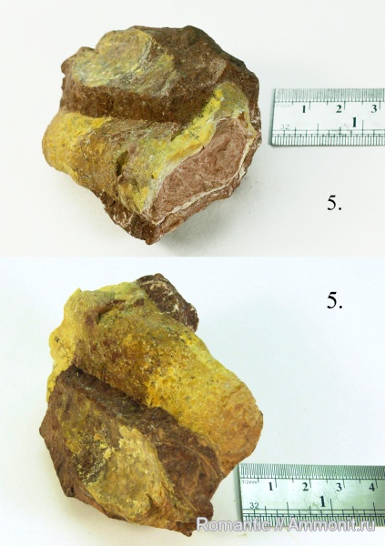 строматолиты, цианобактерии, протерозой (неопротерозой), рифей, Jurusania cylindrica