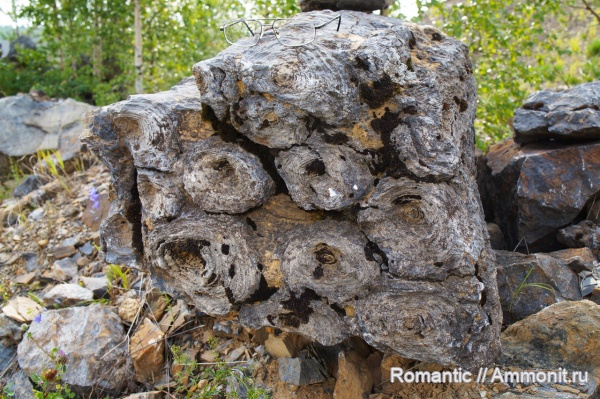 строматолиты, протерозой, нижний рифей, Conophyton cilindricus, Conophyton