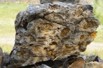 Строматолиты Conophyton cilindricus Maclov, нижний рифей