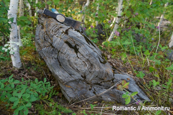 строматолиты, протерозой, нижний рифей, Conophyton cilindricus, Conophyton