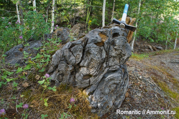 строматолиты, протерозой, нижний рифей, Conophyton cilindricus, Conophyton