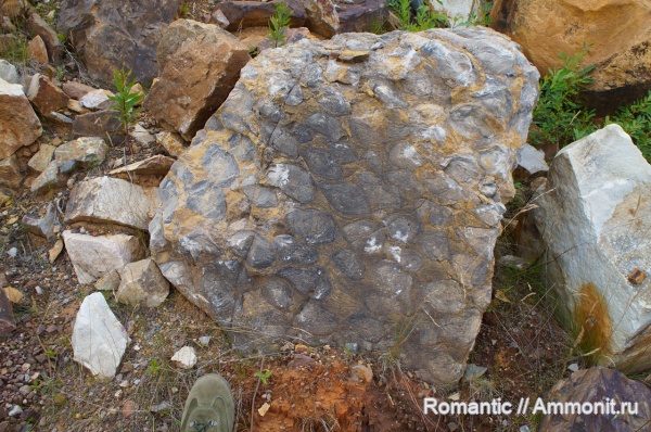 строматолиты, протерозой, нижний рифей, Conophyton cilindricus, Conophyton