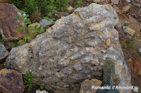 строматолиты, протерозой, нижний рифей, Conophyton cilindricus, Conophyton