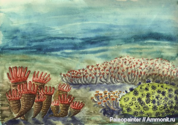 Bothrophyllum, реконструкция, Syringopora, Petalaxis