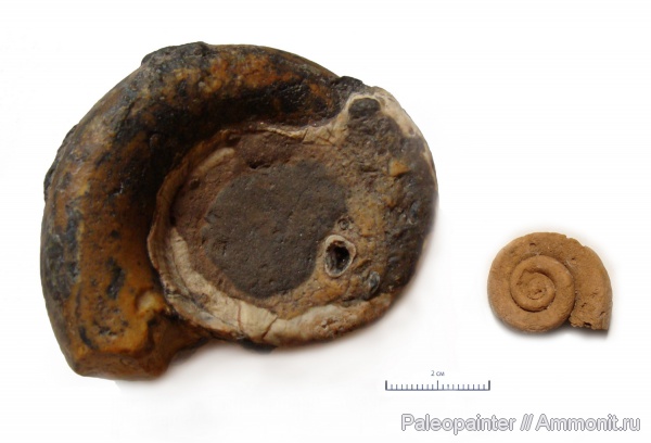 гастроподы, Euomphalus