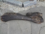 Плечевая кость мамонта