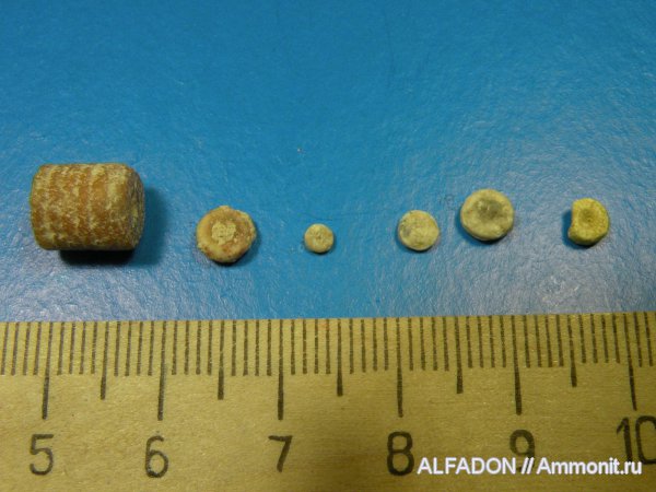 морские лилии