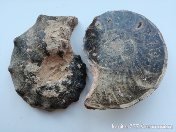 аммониты, Mammites