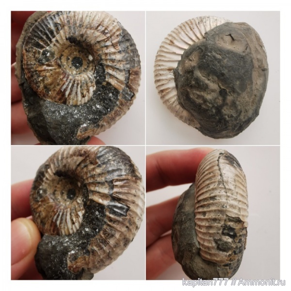 аммониты, мезозой, Якутия