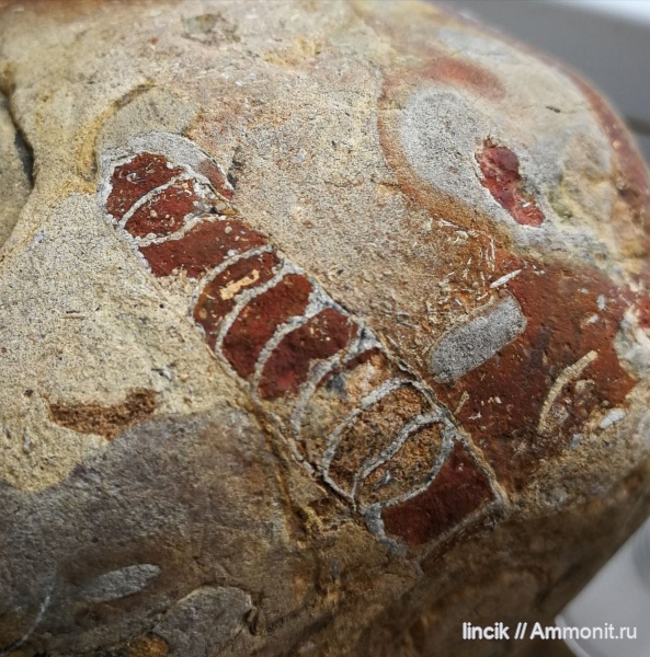 моллюски, морские лилии, криноидеи, аулакоцератиды, Crinoidea, Coleoidea, Aulacocerida