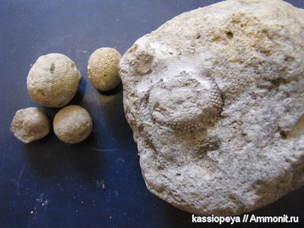 Окаменелости  Питкелевского  карьера