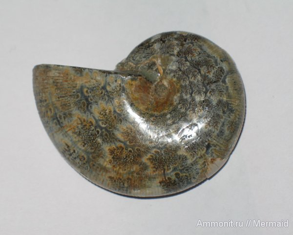 аммониты, Мадагаскар, фоссилии, Euphylloceras, Ammonites, лопастные линии, Phylloceratidae