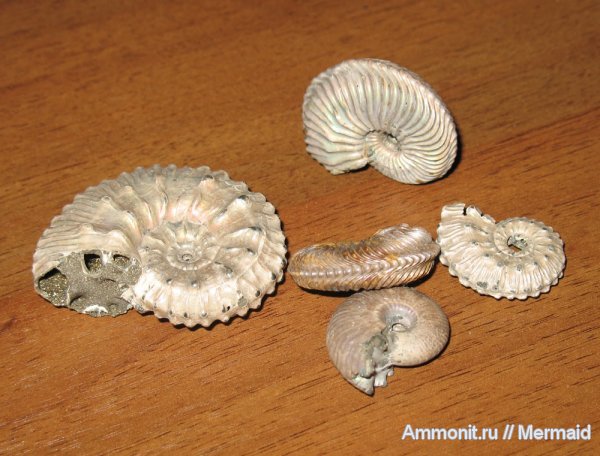 аммониты, Михайлов, Kosmoceras, Cardioceras, Funiferites, юрский период, Ammonites, Jurassic
