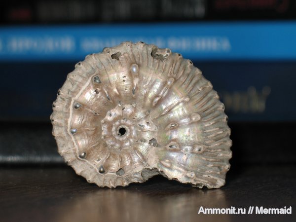 аммониты, юра, Михайлов, Kosmoceras, Kosmoceras gemmatum, Kosmoceratidae, Ammonites, Kosmoceras lithuanicum, Jurassic
