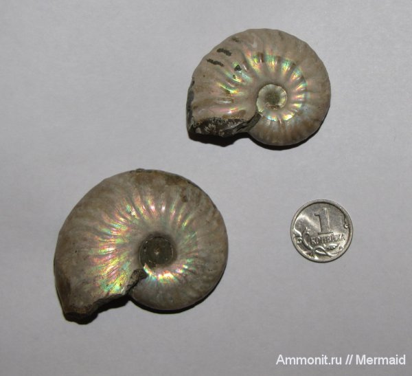 аммониты, Мадагаскар, Cleoniceras, Cleoniceras besairiei, Ammonites, Cleoniceratidae