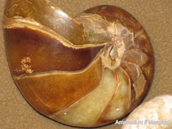 наутилусы, Мадагаскар, Cymatoceras