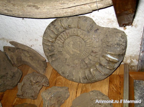 аммониты, музеи, Мышкин, Ammonites