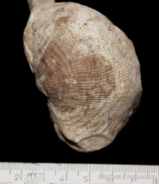 brachiopoda, Productida