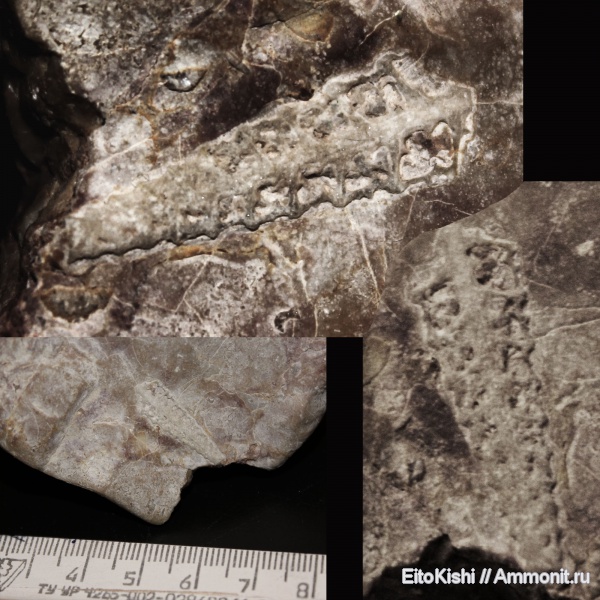 гастроподы