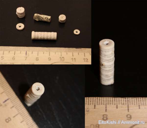 морские лилии, карбон, Домодедово, Домодедовский карьер, Crinoidea