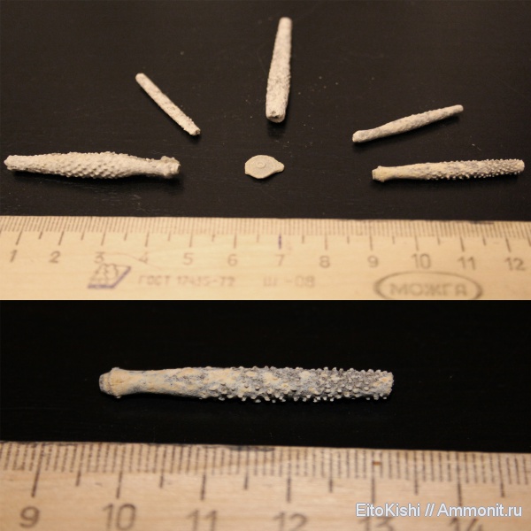 морские ежи, карбон, Archaeocidaris, Echinoidea, Домодедовский карьер, Cidaroida