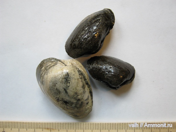 двустворчатые моллюски, Pleuromya