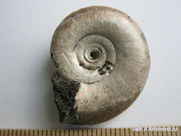 Kachpurites, Kachpurites fulgens, Volgian